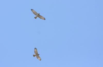 Broad-winged Hawks