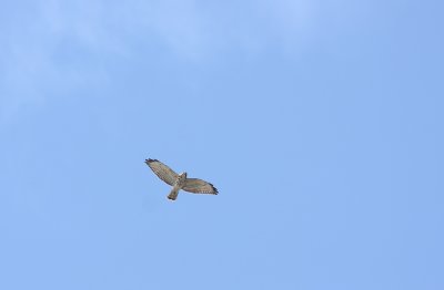 Broad-winged Hawk