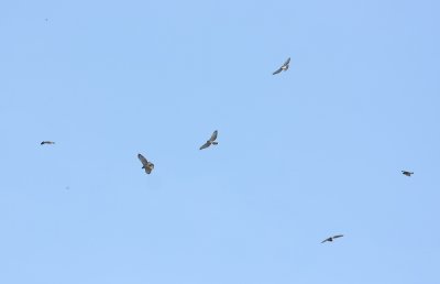 Broad-winged Hawks