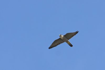 Peregrine Falcon