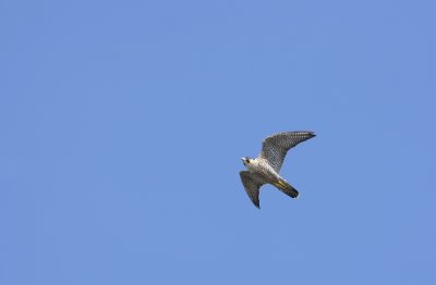 Peregrine Falcon