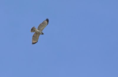 Red-shouldered Hawk