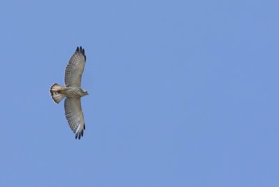 Broad-winged Hawk