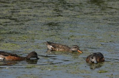 Two American Wigeons with Gadwall (females)