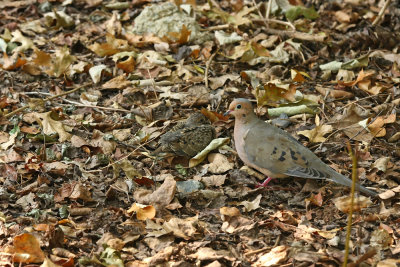 Mourning Dove with chick