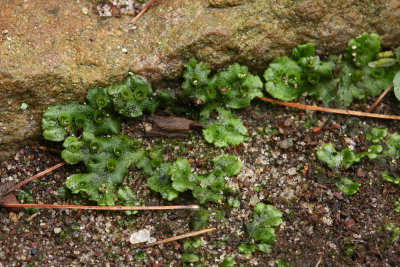 Marchantia polymorpha- (Umbrella Liverwort)