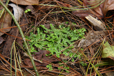 Selaginella apoda (Meadow Spikemoss)