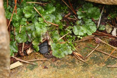 Marchantia polymorpha- (Umbrella Liverwort)