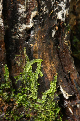 Lophocolea heterophylla