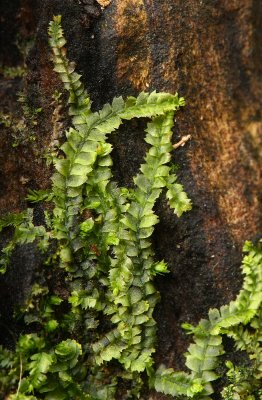 Lophocolea heterophylla