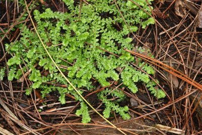 Selaginella apoda (Meadow Spikemoss)