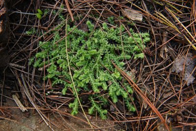 Selaginella apoda (Meadow Spikemoss)