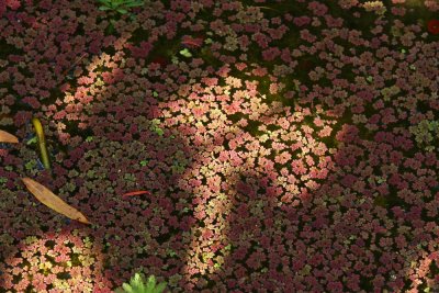 Azolla caroliniana (Mosquito Fern)