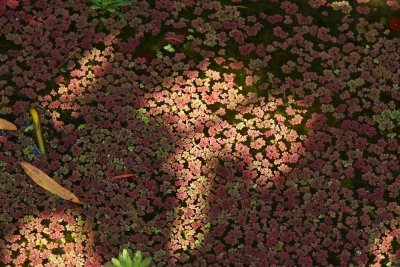 Azolla caroliniana (Mosquito Fern)