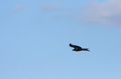 Immature Bald Eagle