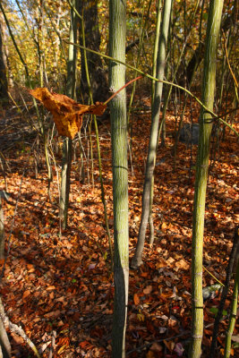 Acer Pennsylvanicum (Striped Maple)