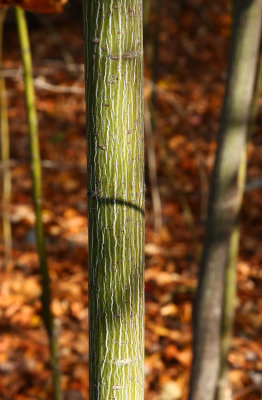 Acer Pennsylvanicum (Striped Maple)