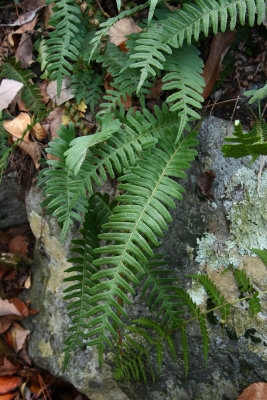 Possible hybrid between Polypodium virginianum and P. appalachianum