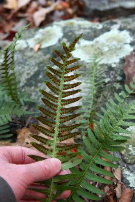 Possible hybrid between Polypodium virginianum and P. appalachianum