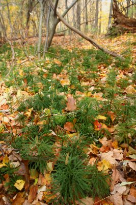 Lycopodium obscurum (Tree Clubmoss)