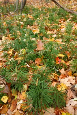 Lycopodium obscurum (Tree Clubmoss)