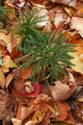 Lycopodium hickeyi (Hickey's Clubmoss)