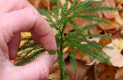 Lycopodium hickeyi (Hickey's Clubmoss)