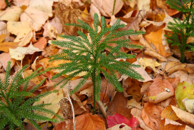 Lycopodium hickeyi (Hickey's Clubmoss)