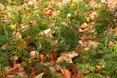 Lycopodium obscurum (Tree Clubmoss)