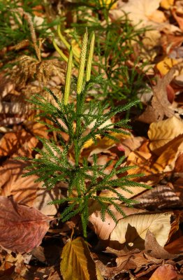 Lycopodium obscurum (Tree Clubmoss)