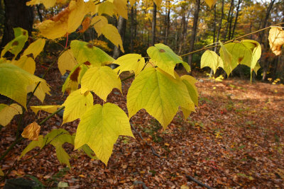 Acer Pennsylvanicum (Striped Maple)