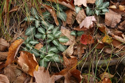 Goodyera pubescens (Rattlesnake Orchid)