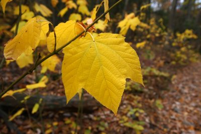 Acer Pennsylvanicum (Striped Maple)