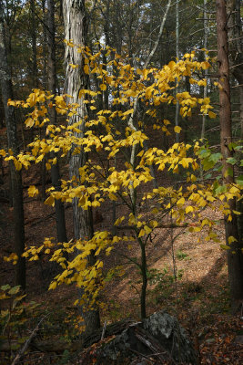 Acer Pennsylvanicum (Striped Maple)