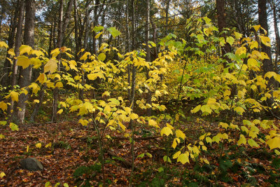 Acer Pennsylvanicum (Striped Maple)