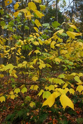 Acer Pennsylvanicum (Striped Maple)