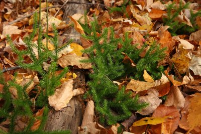 Lycopodium clavatum (Staghorn Clubmoss)