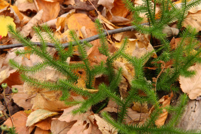 Lycopodium clavatum (Staghorn Clubmoss)