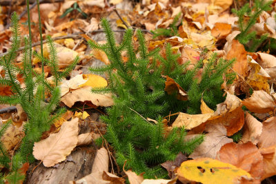 Lycopodium clavatum (Staghorn Clubmoss)