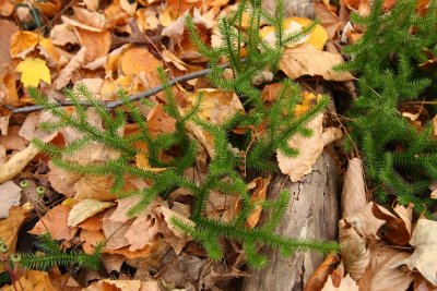 Lycopodium clavatum (Staghorn Clubmoss)