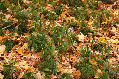 Lycopodium obscurum (Tree Clubmoss)