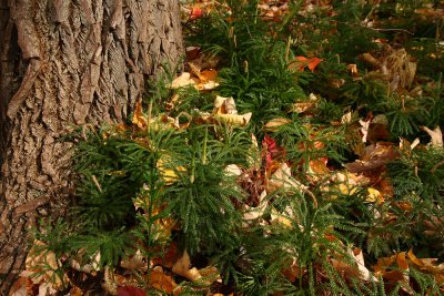 Lycopodium obscurum (Tree Clubmoss)