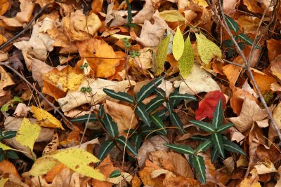 Chimaphila maculata (Spotted Wintergreen)