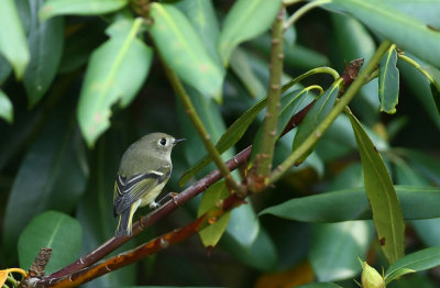 Ruby-crowned Kinglet