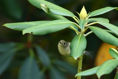 Ruby-crowned Kinglet