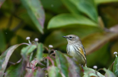 Yellow-rumped Warbler