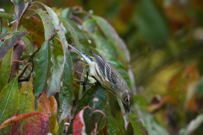 Yellow-rumped Warbler