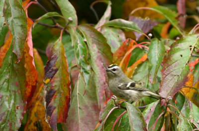 Golden-crowned Kinglet