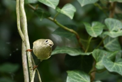 Ruby-crowned Kinglet