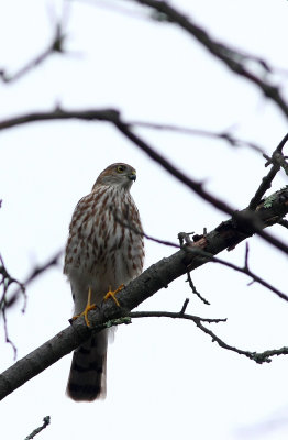 Juvenile Sharp-shinned Hawk
